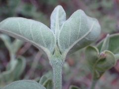 Afrocanthium gilfillanii
