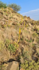 Aloe broomii