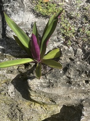 Tradescantia spathacea