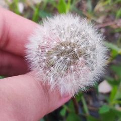 Taraxacum