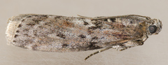 Sciota virgatella