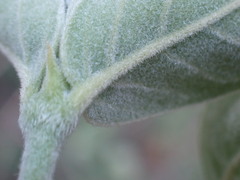 Afrocanthium gilfillanii