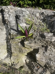 Tradescantia spathacea