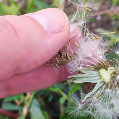 Taraxacum