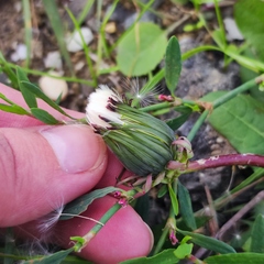 Taraxacum