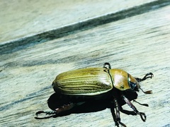 Pelidnota strigosa