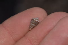 Conus aplustre