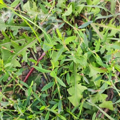 Taraxacum