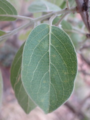 Combretum zeyheri