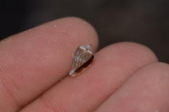 Conus aplustre