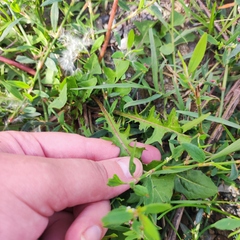 Taraxacum