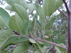 Combretum zeyheri