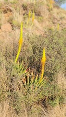 Aloe broomii