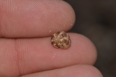 Eurytrochus strangei