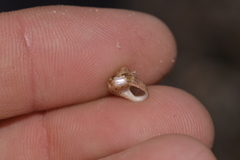 Eurytrochus strangei