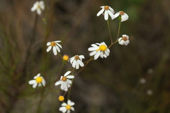 Matricaria chamomilla