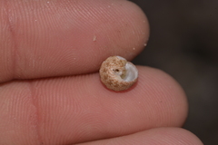 Eurytrochus strangei