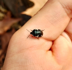 Tritomegas sexmaculatus