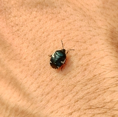Tritomegas sexmaculatus