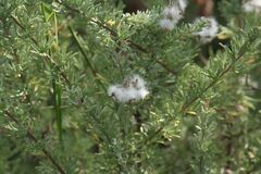 Eriocephalus racemosus racemosus