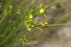 Bobartia orientalis