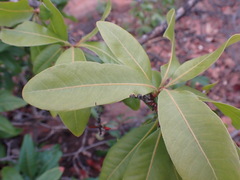 Ochna pulchra