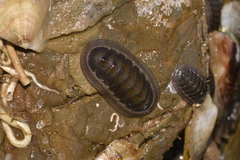 Ischnochiton australis
