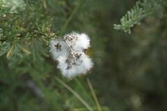 Eriocephalus racemosus racemosus