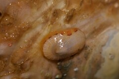 Tugali parmophoidea