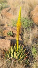 Aloe broomii