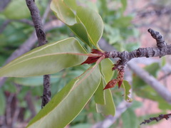 Ochna pulchra
