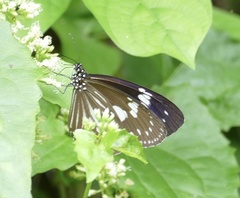 Euploea hewitsonii