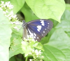 Euploea hewitsonii