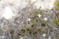 Wahlenbergia calcarea