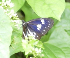 Euploea hewitsonii
