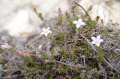 Wahlenbergia calcarea