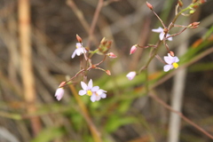 Cyanella hyacinthoides