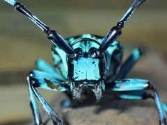 Anoplophora medenbachii