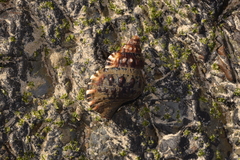 Ranella australasia
