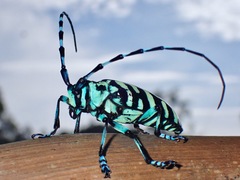 Anoplophora medenbachii