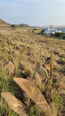 Aloe broomii
