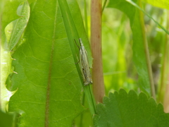 Crambus