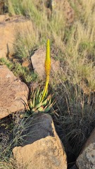 Aloe broomii