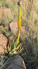 Aloe broomii