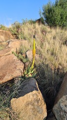 Aloe broomii