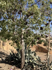 Brachychiton