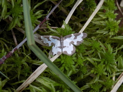 Lomaspilis marginata