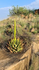 Aloe broomii