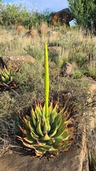 Aloe broomii