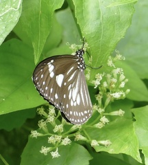 Euploea hewitsonii